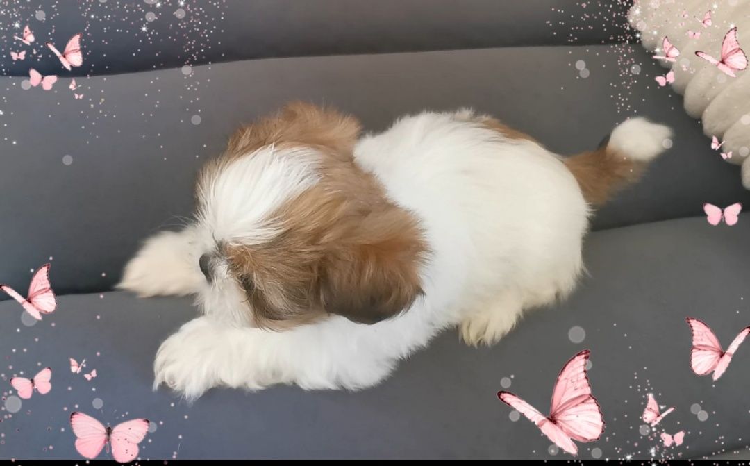 Shih tzu piesek Armani mały szczeniak Shih-tzu