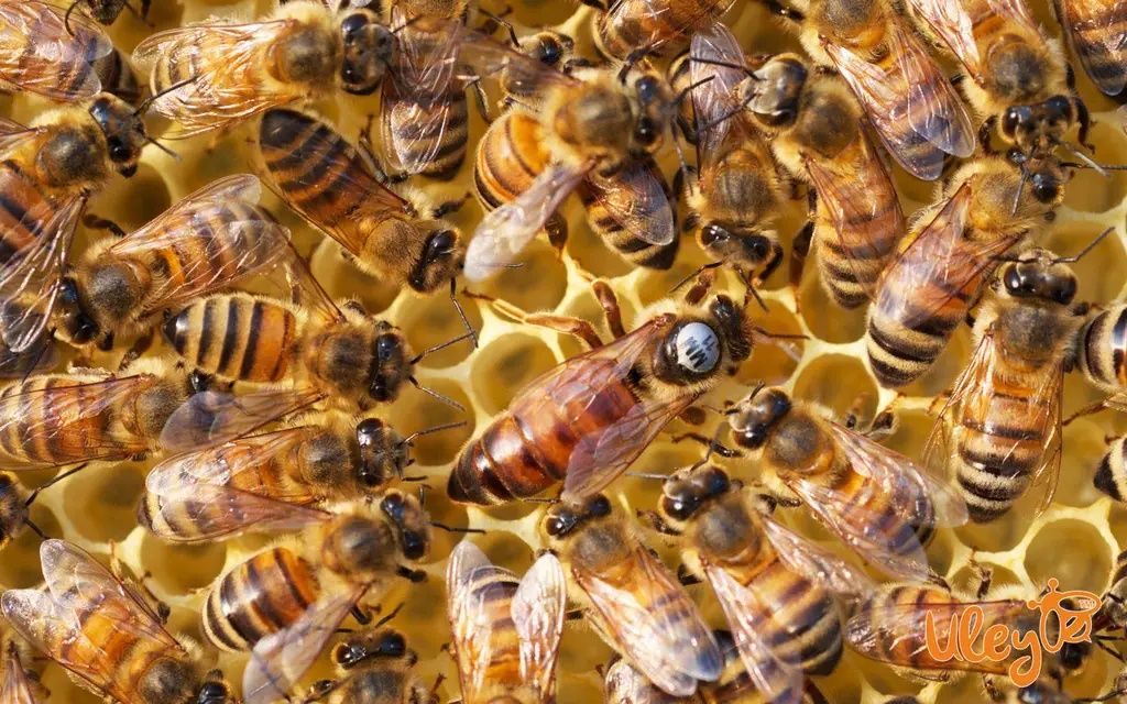 Продам плідну бджолину матку