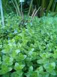 Plantas para Aquário, Bacopa Caroliniana, Rotala Bloodred