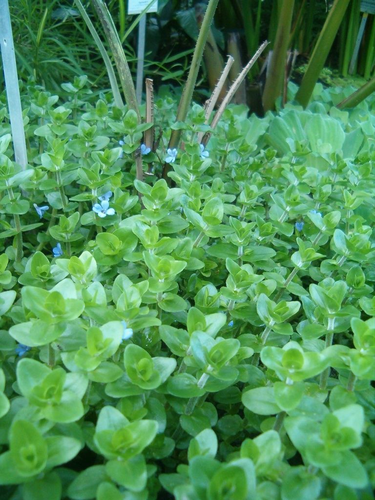 Plantas para Aquario