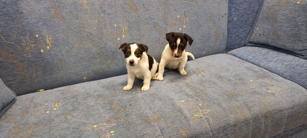 Jack Russell Terrier piesek