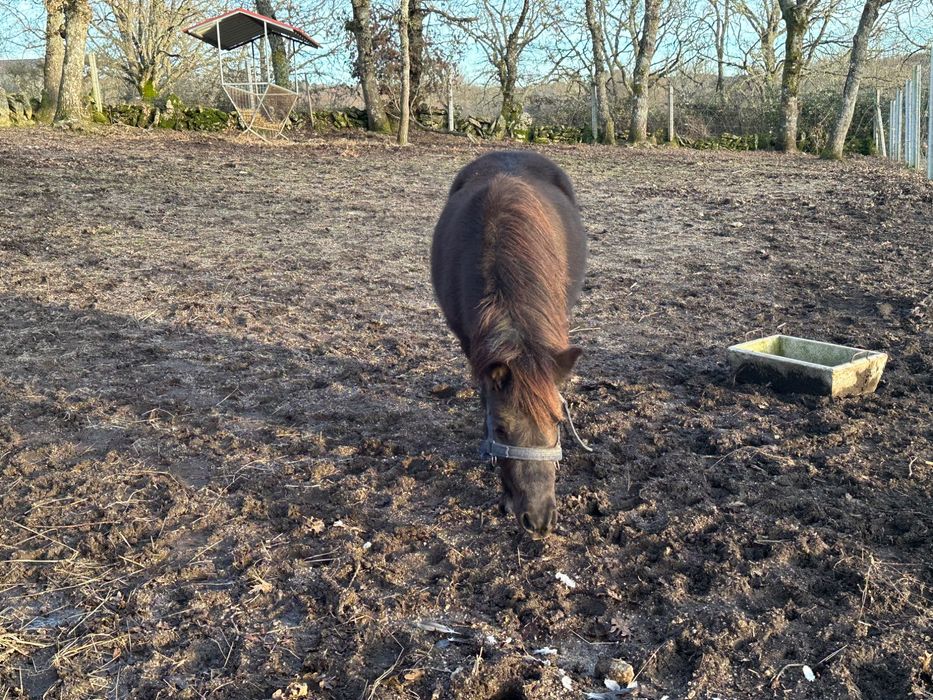 Poney preto fêmea