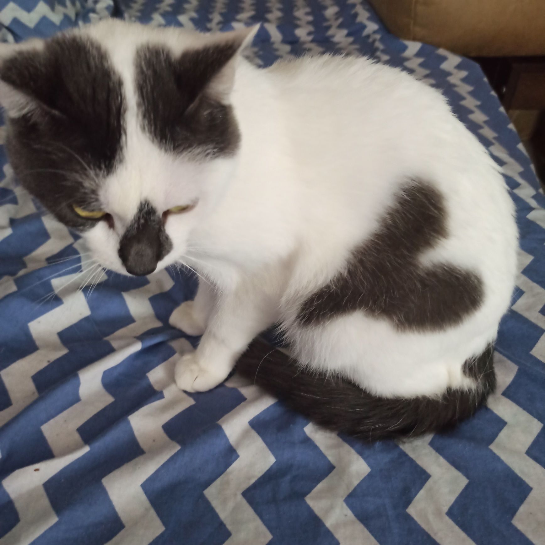 Котик с принтом сердечка