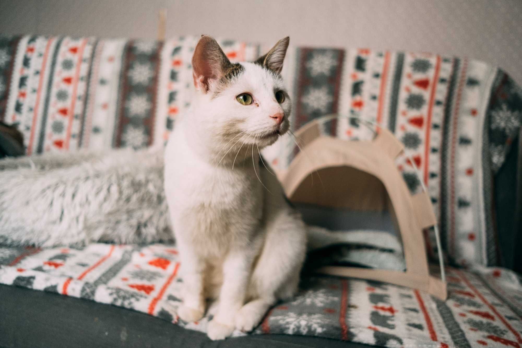 Timon marzy o kochającym domu! - kocurek do adopcji