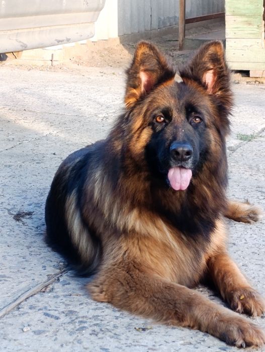 Довгошерстна німецька вівчарка