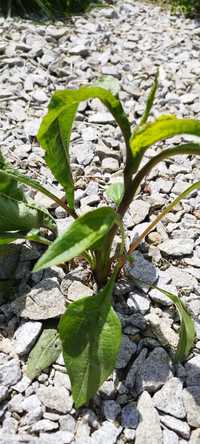 Sadzonki jeżówki Echinacea