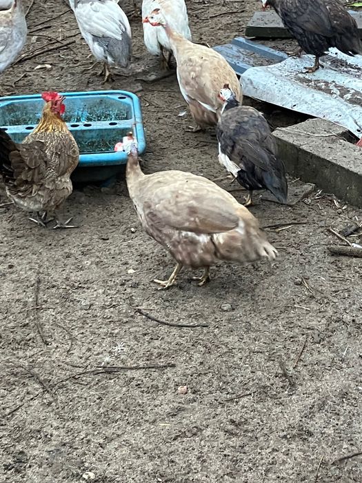 Perliczki , francuskie