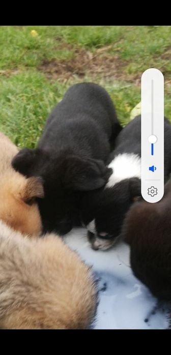 Oddam psy ( szczeniaki 8 tygodni)