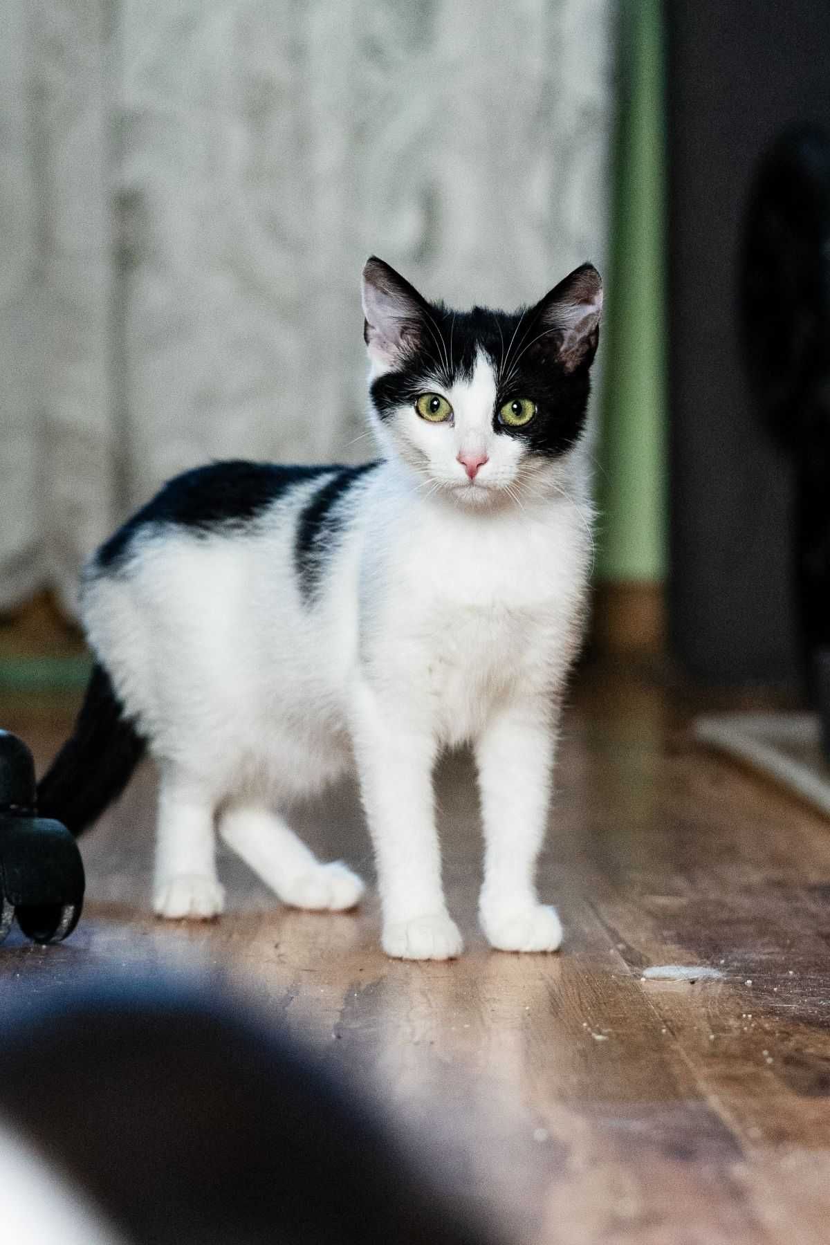 Tekla - kotka z poligonu do adopcji