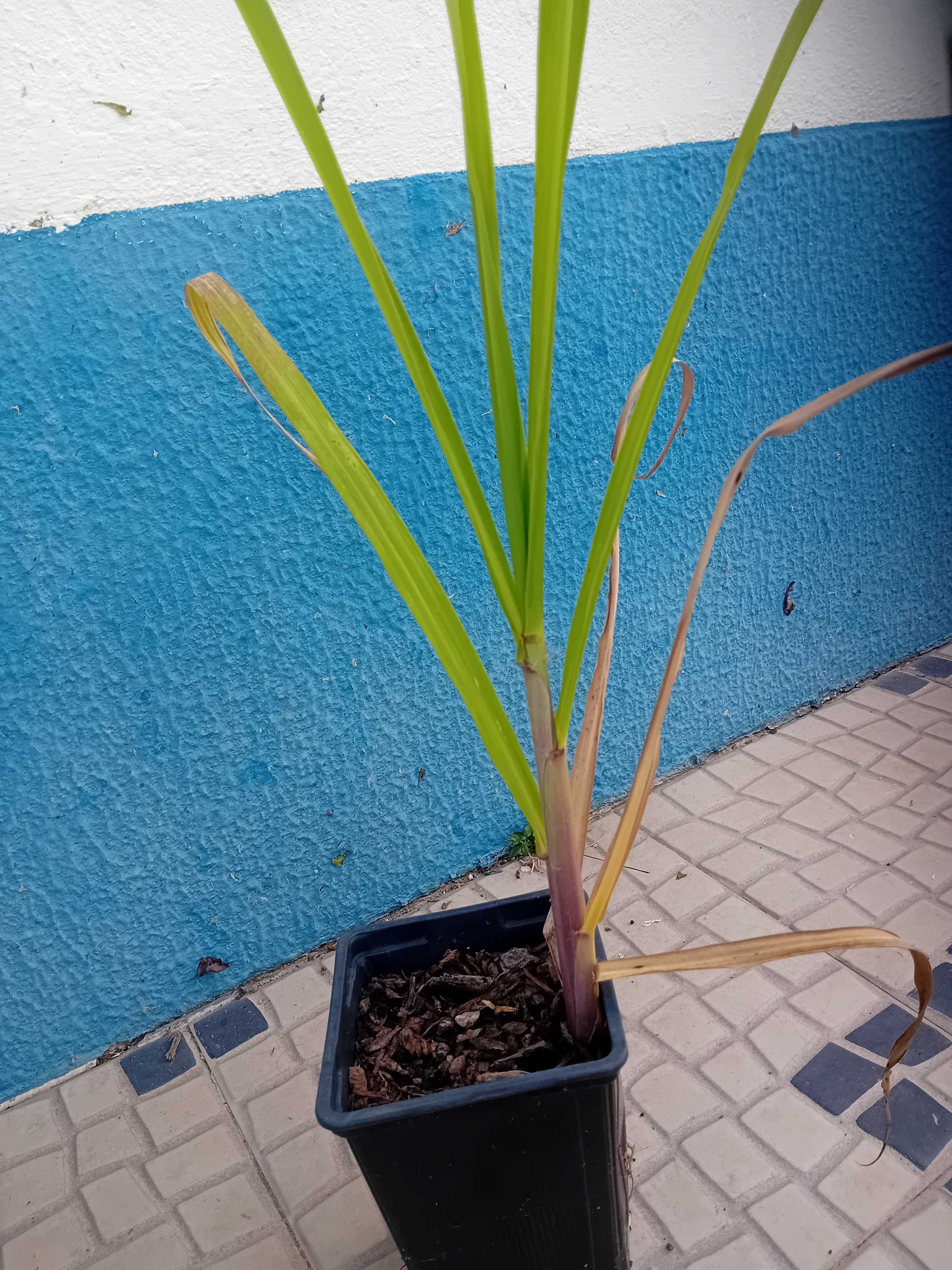 Cana de acucar planta