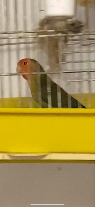 Agapornis Roseicollis