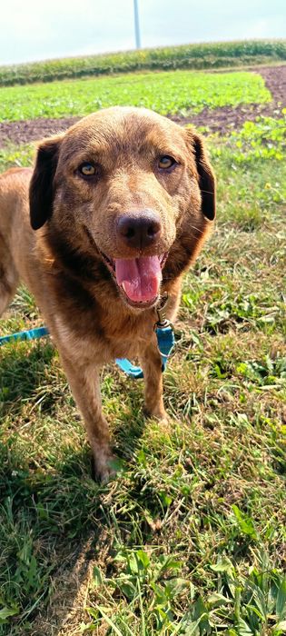 Piękny Dingo szuka domu