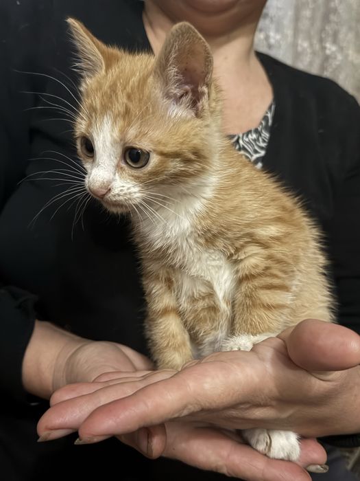 Котик в добрі руки