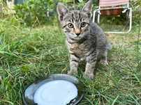 Котики у добрі руки