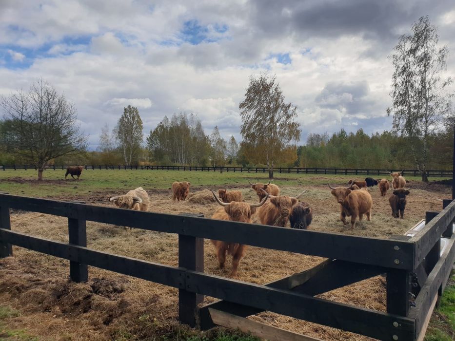 Bydło szkockie Highland
