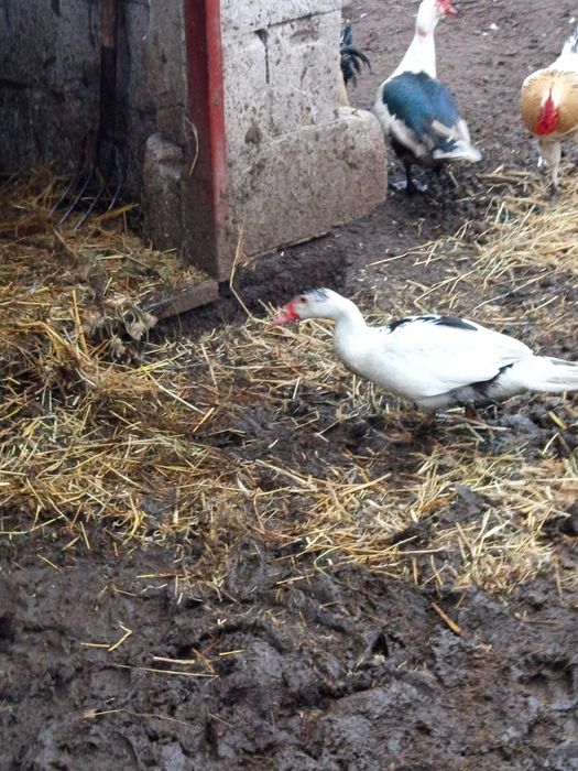 Kaczory szukają domu