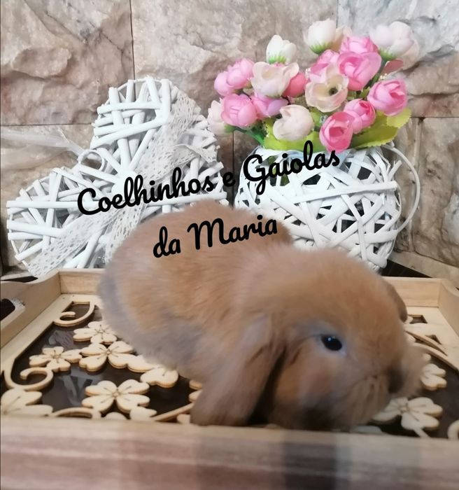 KIT Coelhos Anões, Mini Toy, Holandêz, Tedy, Coelhinho Mini Lop Belier