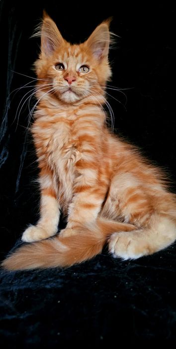 Рыжий мальчик мейн кун