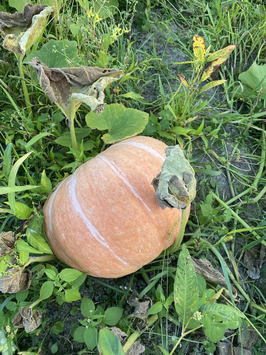 Гарбузи на корм!!
