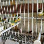 Diamant de gould e babetes