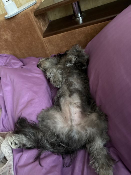 Собака метис мальтезе и йорка