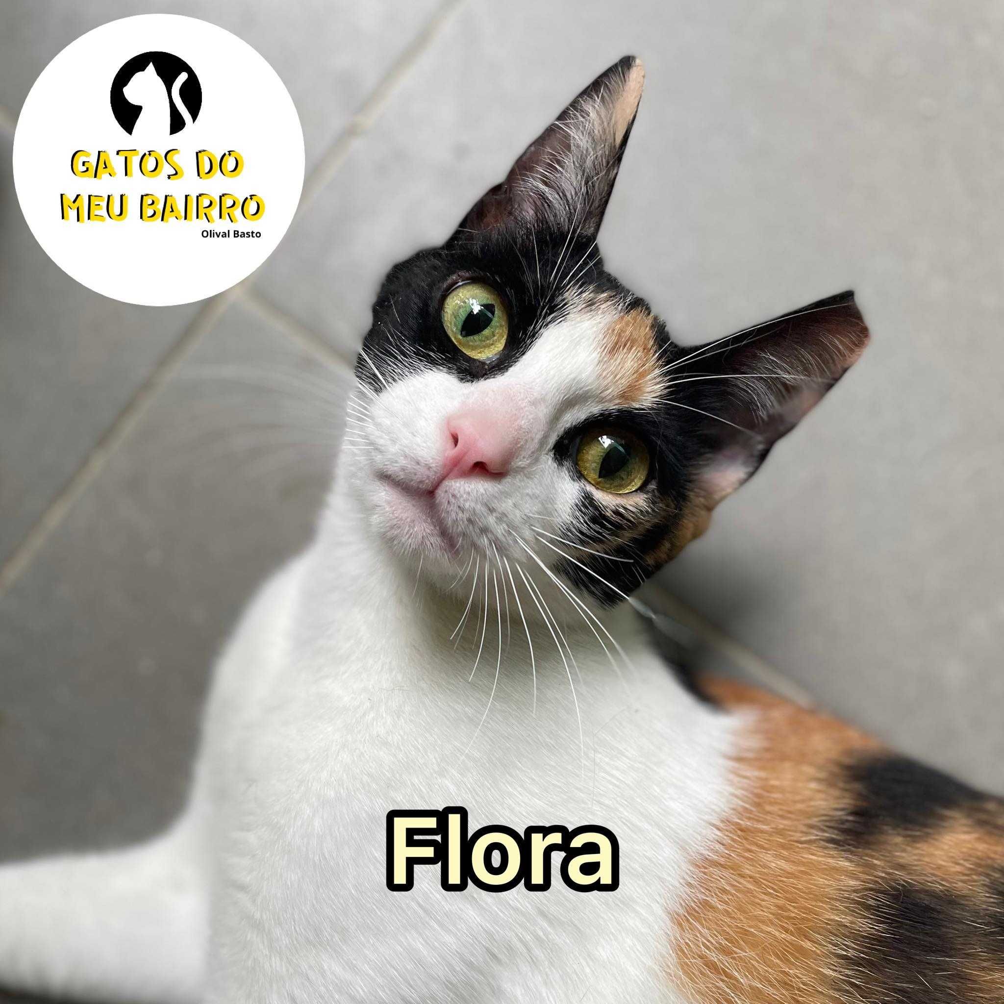 Gata FLORA para adoção