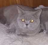 Шотландская прямоухая Кошечка.