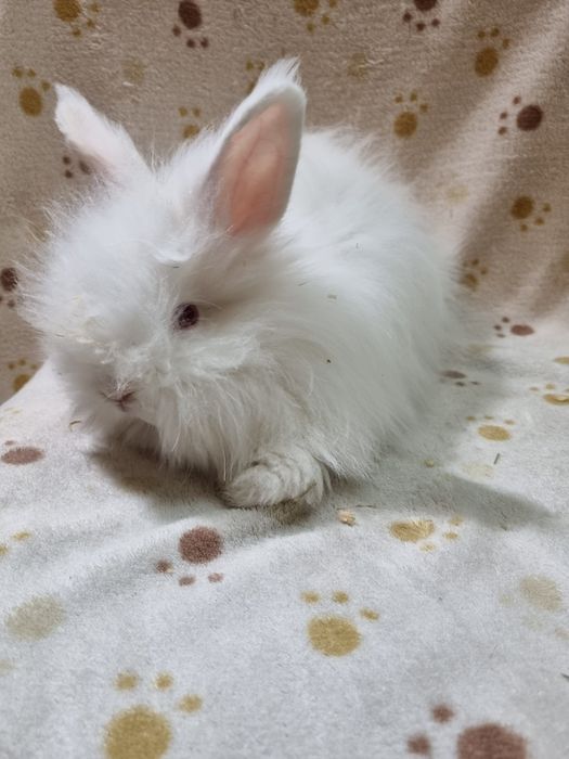 Króliki karzełki lewki, baranki , angora