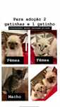 Gatinhos para adocao