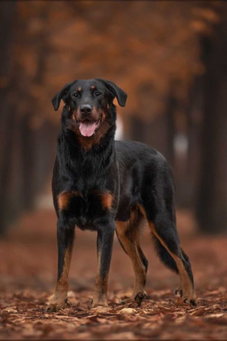 Beauceron Owczarek Francuski FCI szczenięta