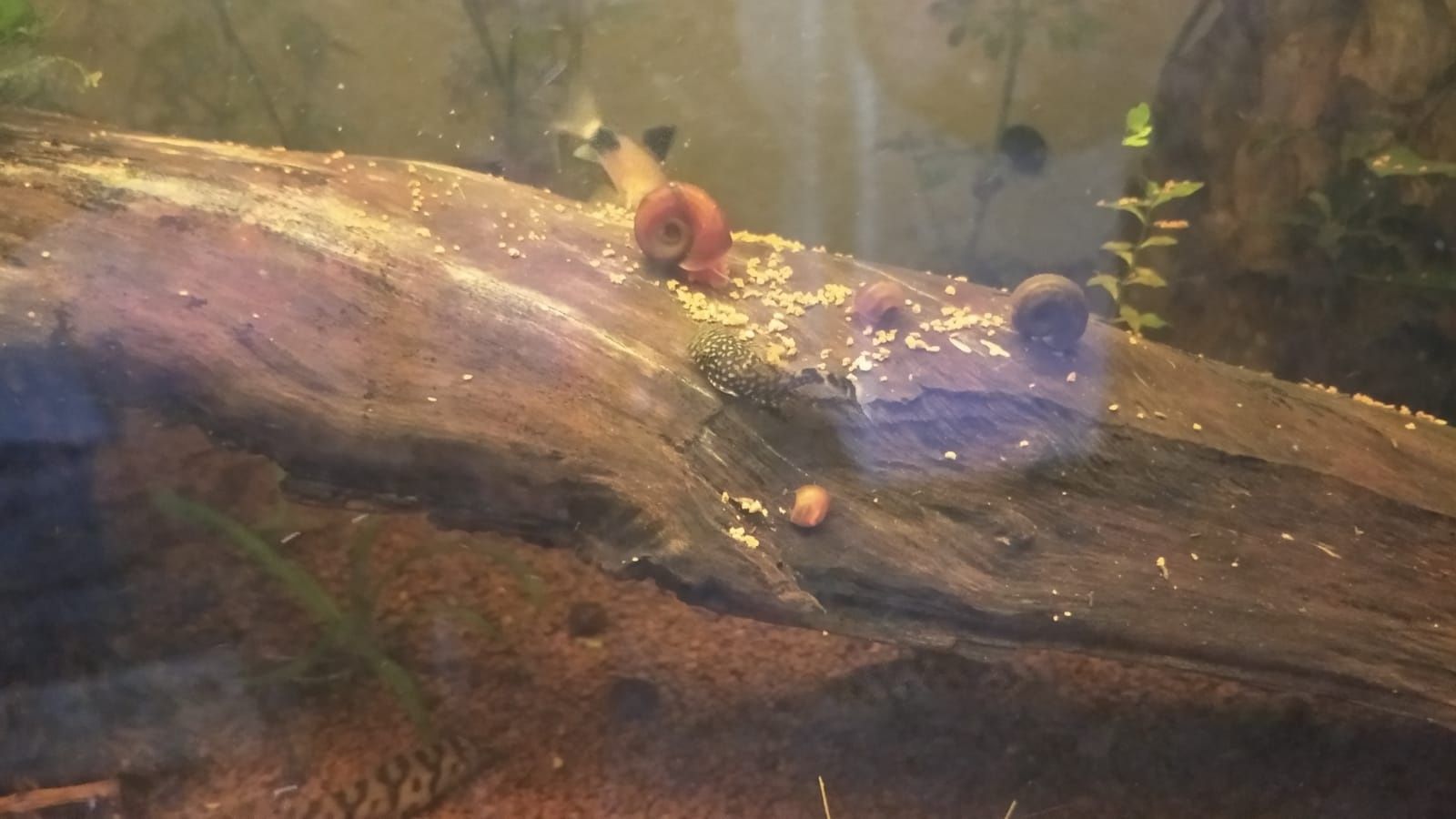 Caracóis planorbis
