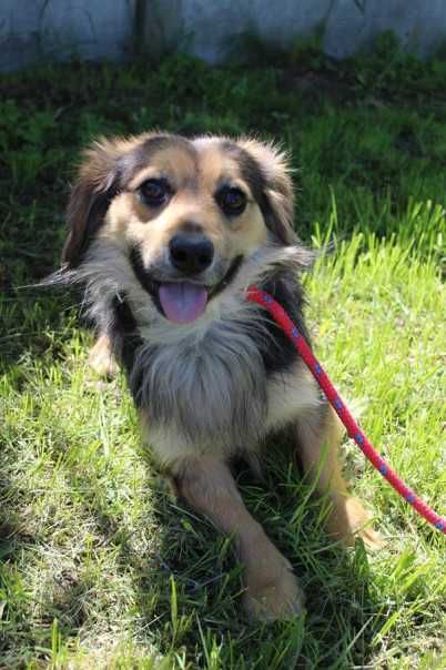 103031 Pawełek do adopcji