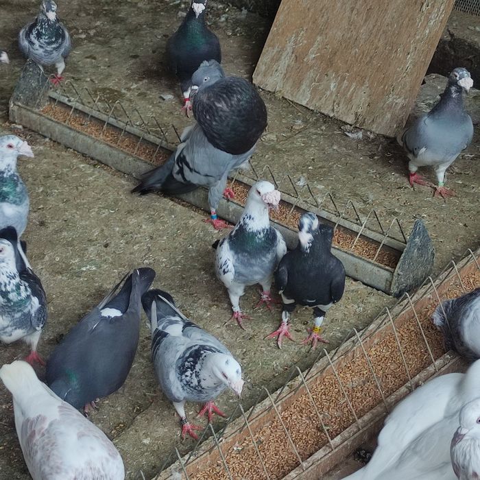 Gołębie staropolskie i rzeszowskie