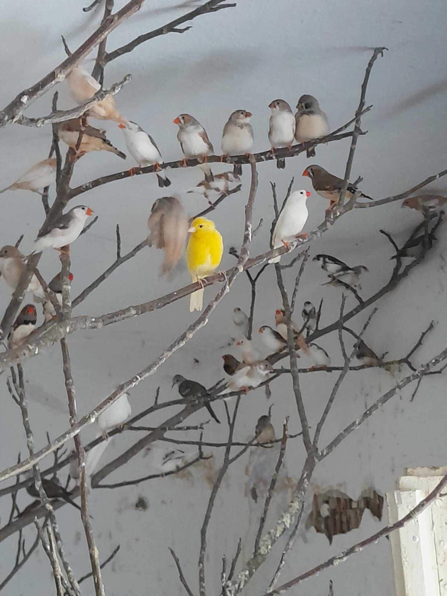 Zeberki, mewki, golabki  diamentowe