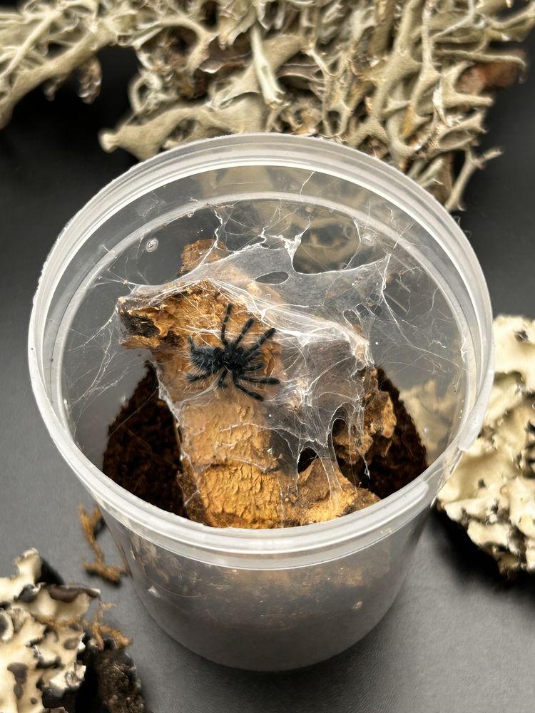 Caribena Versicolor L4 + pelna oferta Gdynia (wysyłka)