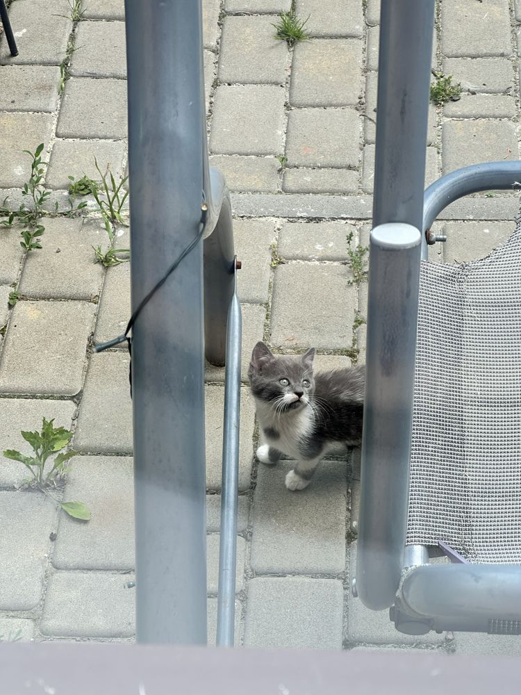 УНІКАЛЬНА пропозиція! Котенята - free!