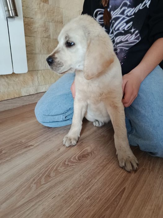 Szczeniak Labrador Retriever