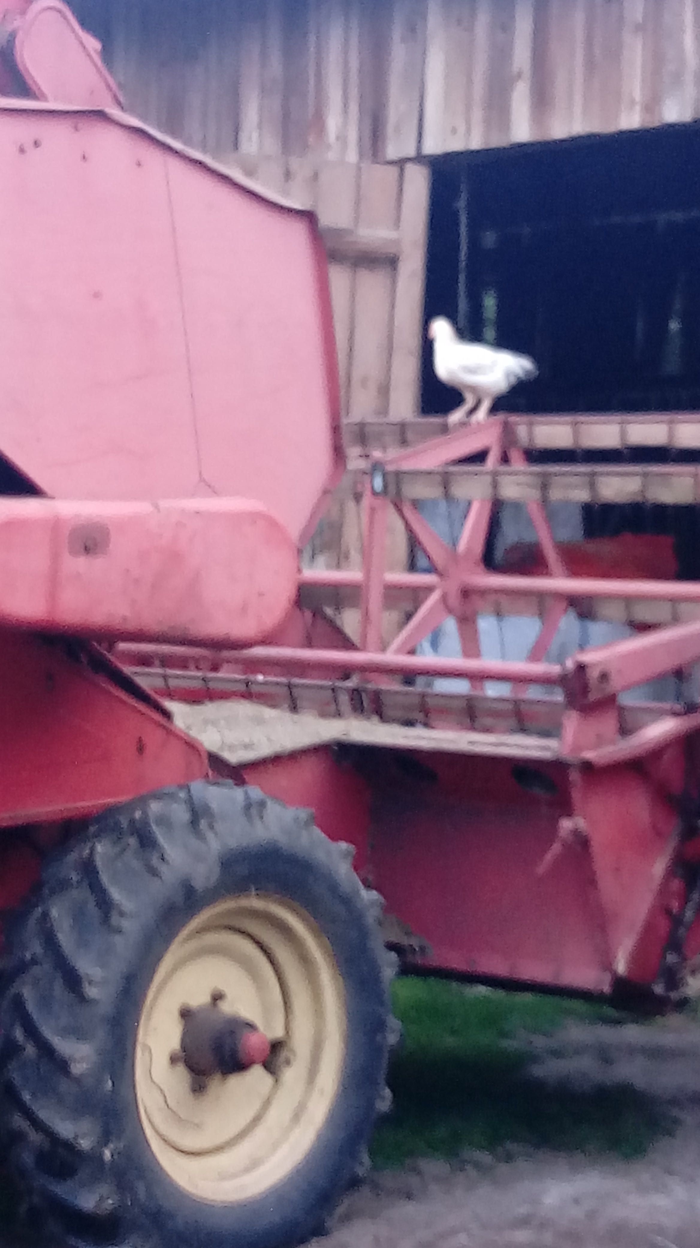 Kombajn Massey Ferguson z sieczkarnią