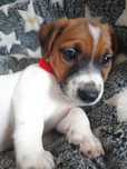 Jack Russell Terrier-Piesek Emil (gotowy do Odbioru)