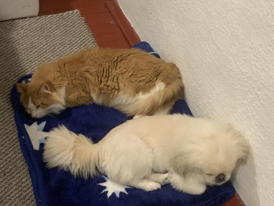 Віддаю кота в добрі руки