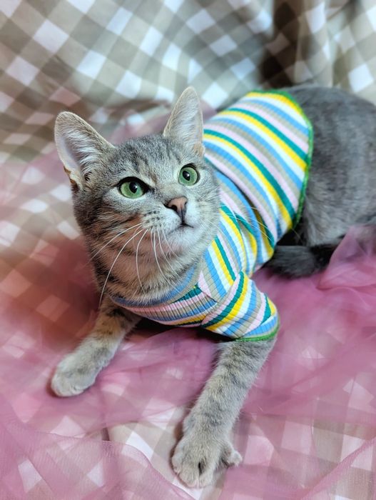 ЛЮТІК шукає родину в Києві (4 місяці)