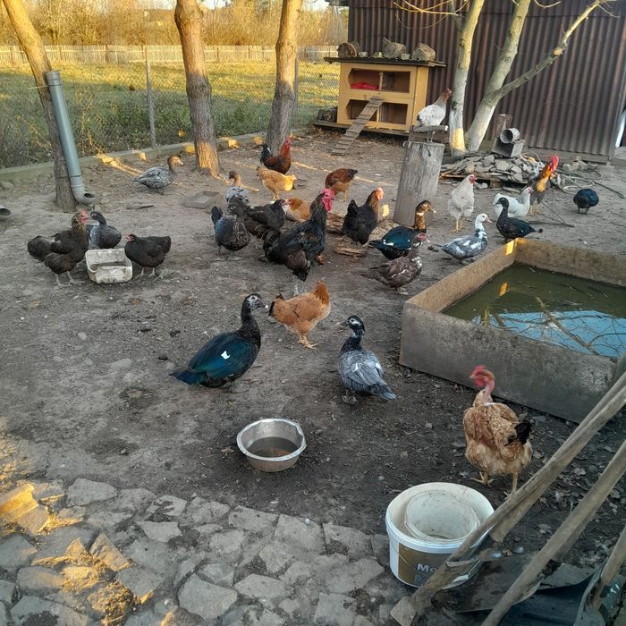 продам качки шипуни