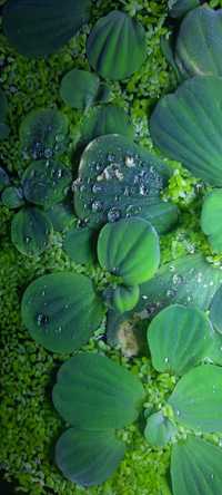 Pistia rozetkowa