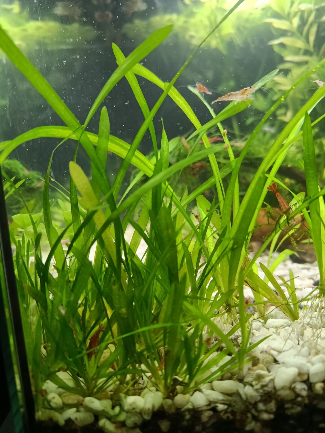 Plantas de aquário