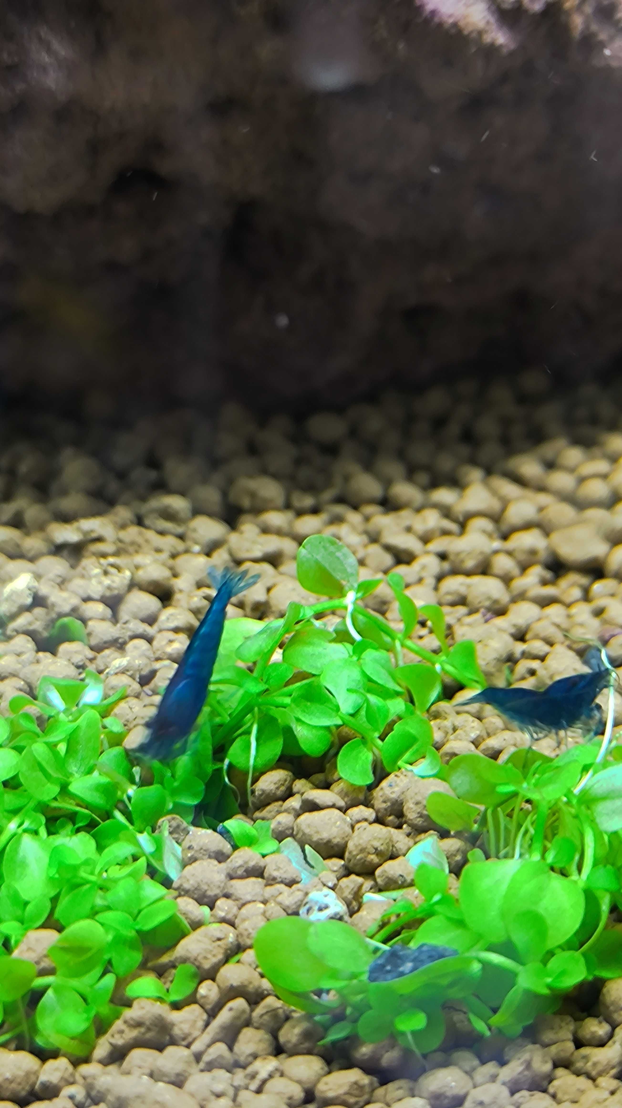 Krewetki Neocaridina Blue Velvet