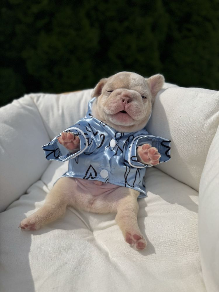 Buldog francuski piesek