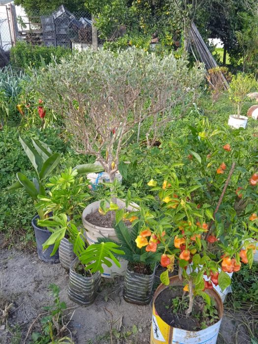 Vendo oliveira bonita para jardim ou em vaso grande