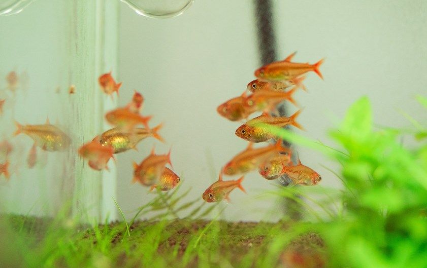 Нанорибки для невеликого акваріуму