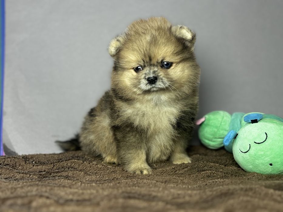 дівчинка блакитна ока тип ведмедик