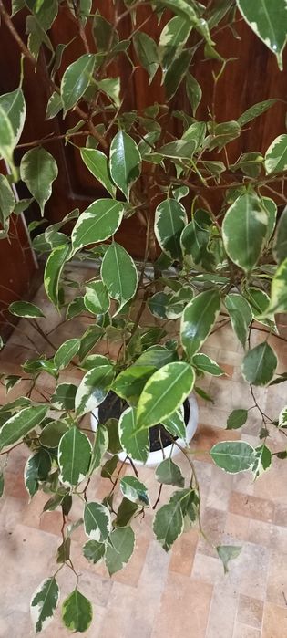 Продам Фикус Бенджаміна